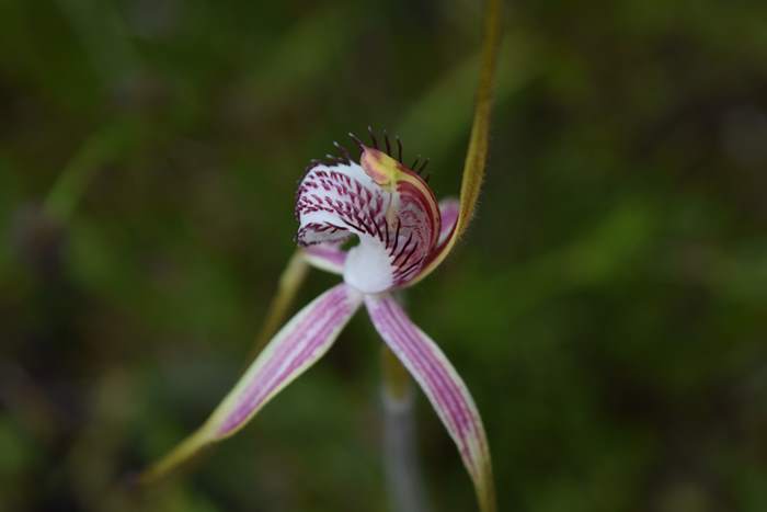 Caladenia - Orchid-spider-0021.JPG